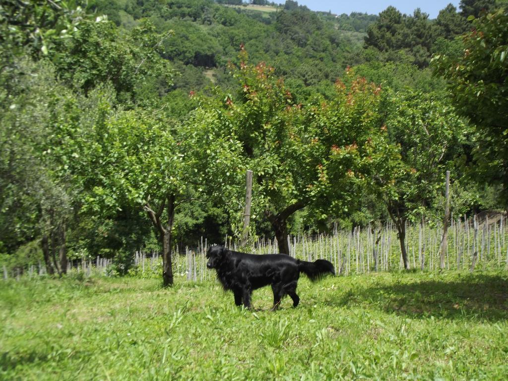 Agriturismo Brasino Fosdinovo Cameră foto